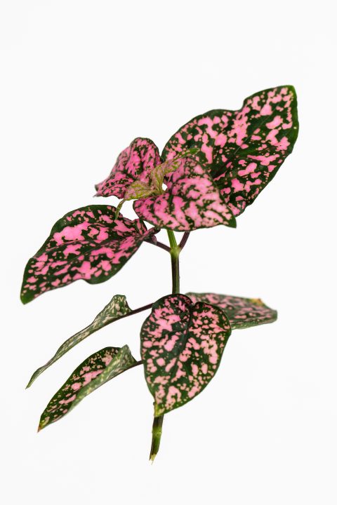 Hypoestes 'Lotty Dotty Pink'