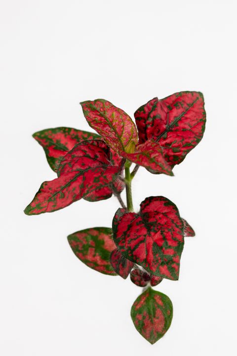 Hypoestes 'Lotty Dotty Red'	