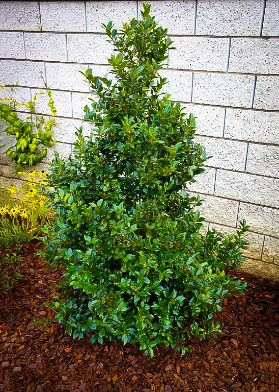 Ilex x meservae 'Blue Maid'