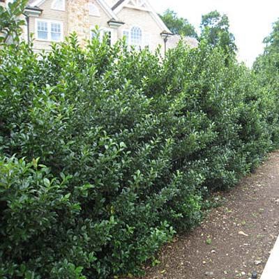 Ilex x meservae 'Blue Prince'