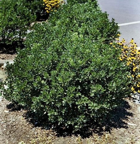 Ilex Compacta