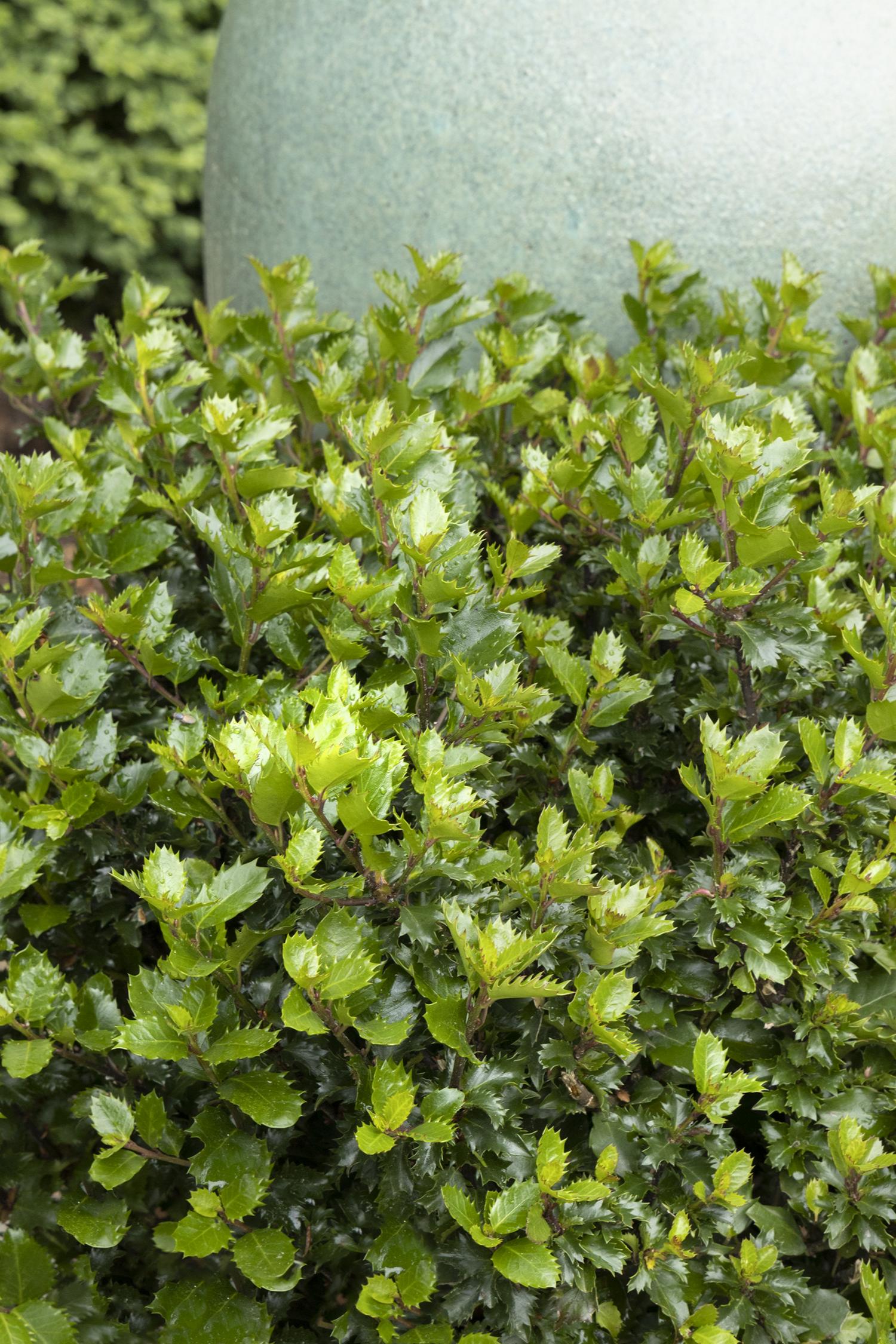 Ilex Emerald Magic