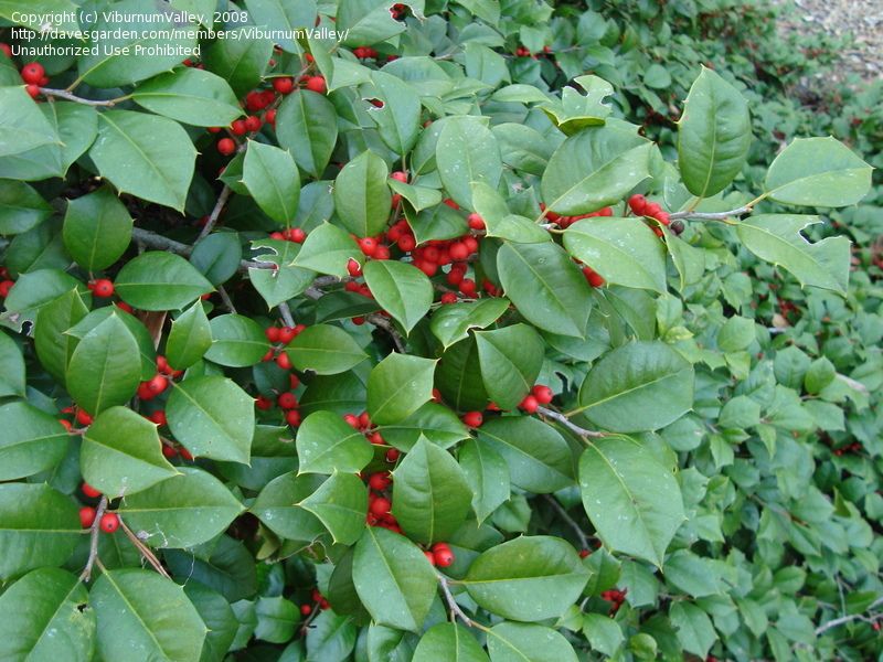 Ilex opaca 'Maryland Dwarf'