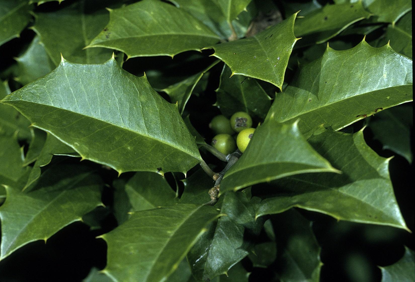 Ilex opaca