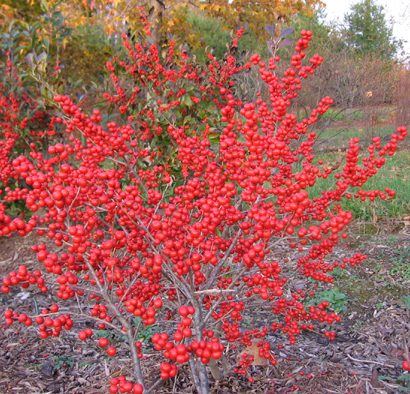 Ilex verticillata 'Red Sprite'