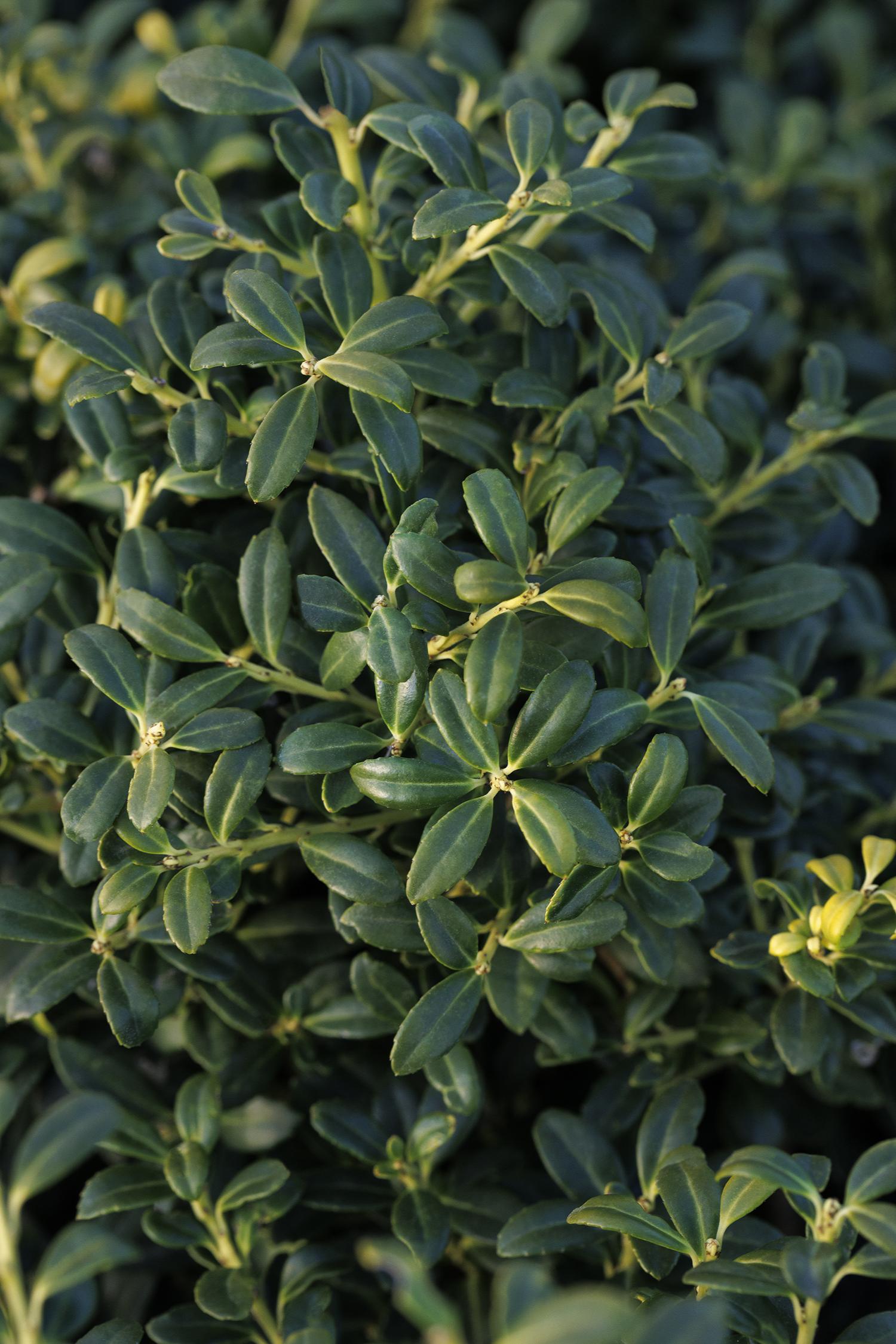 Ilex Soft Touch