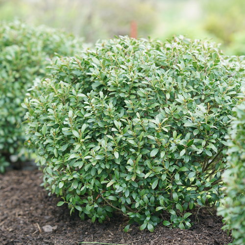 Ilex glabra 'Strongbox'