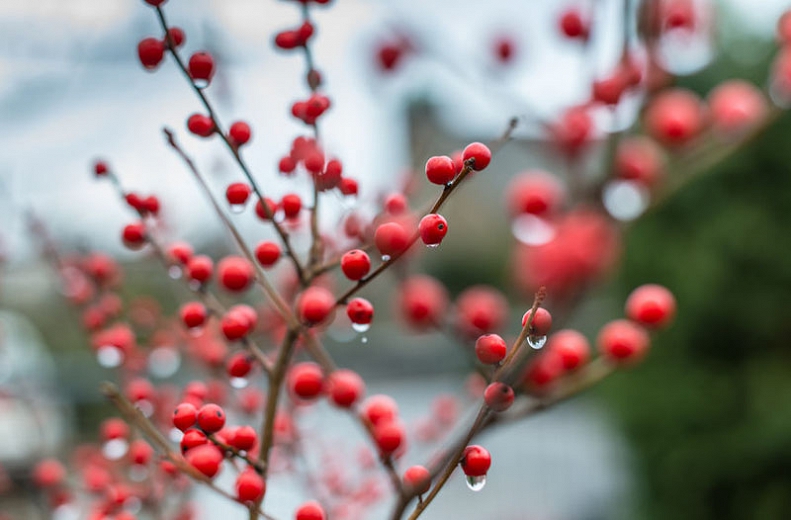 Ilex v. 'Winter Red'