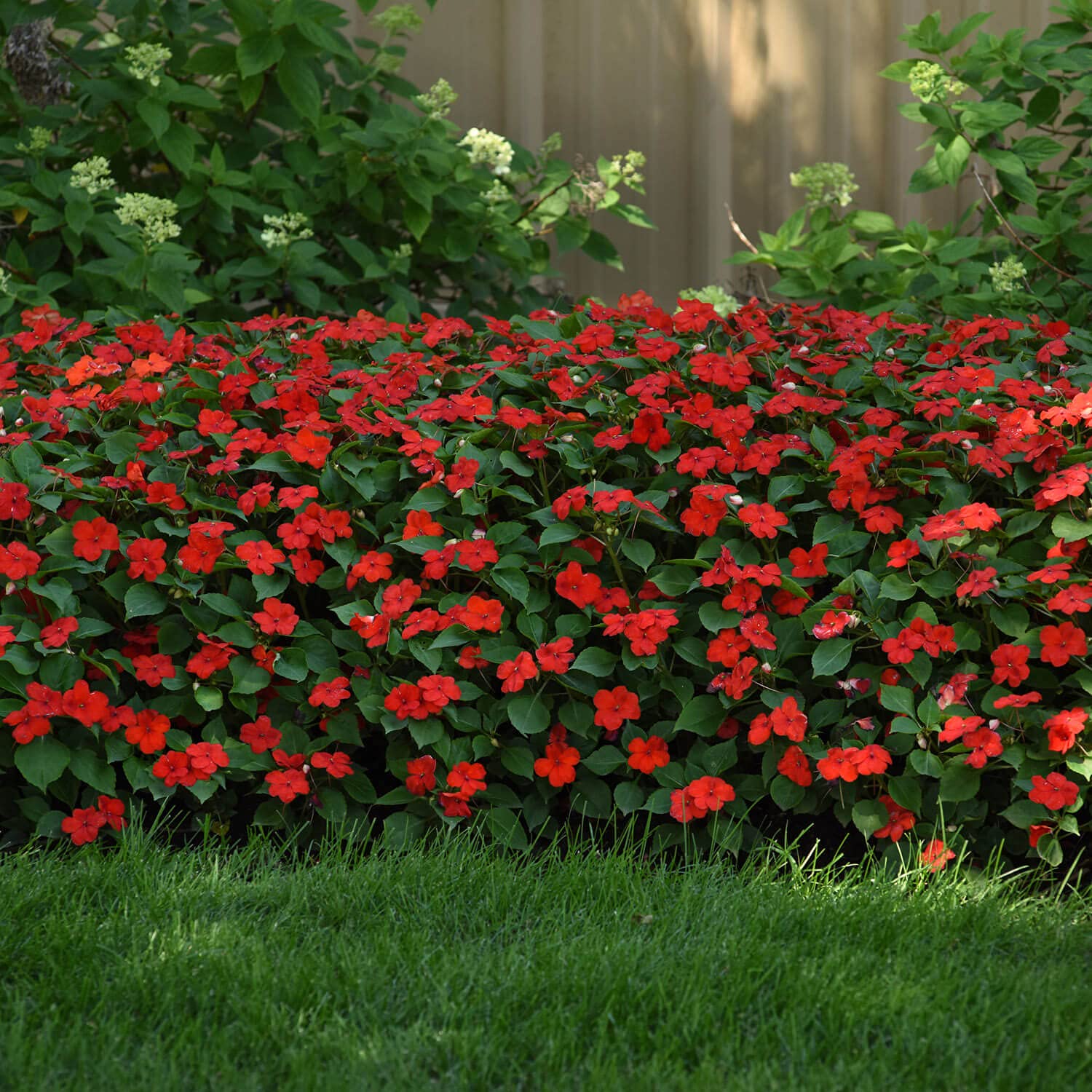 Impatiens Beacon 'Bright Red'