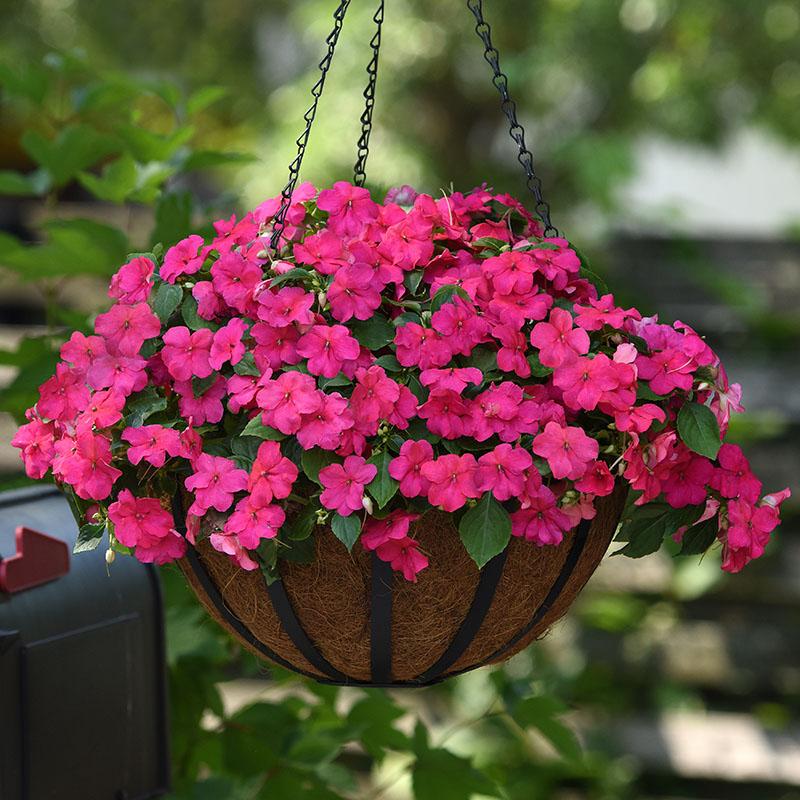 Impatiens Beacon 'Rose'