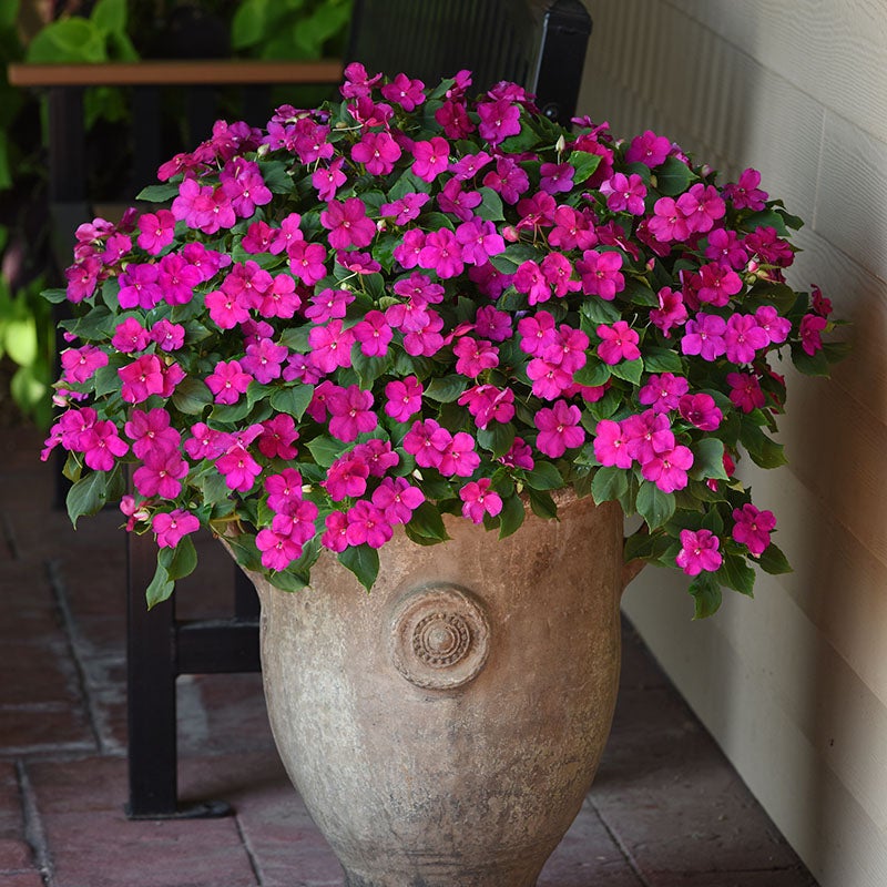 Impatiens Beacon 'Violet Shades'