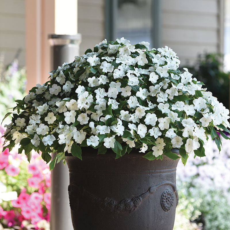 Impatiens Beacon 'White'