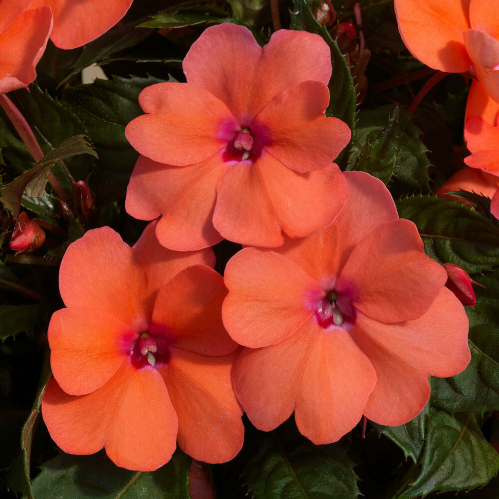 Impatiens Sunpatiens 'Coral Pink'