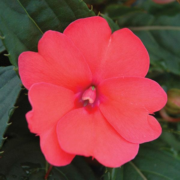 Impatiens Sunpatiens Comp Deep Rose