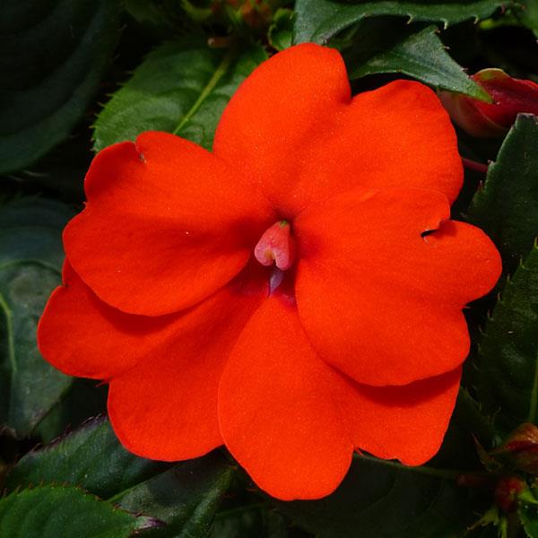 Impatiens Sunpatiens Comp Elec. Orange