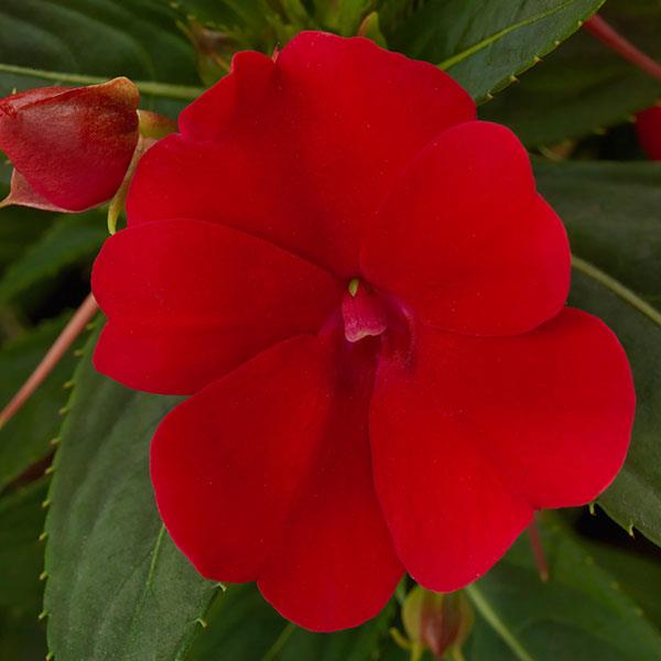 Impatiens Sunpatiens Comp Fire Red