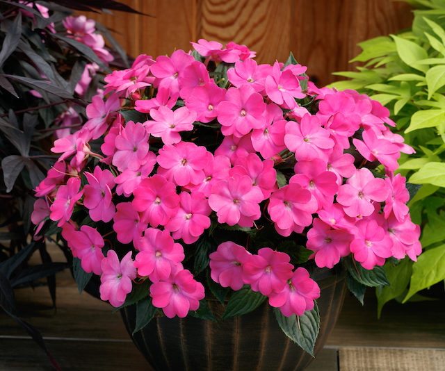 Impatiens Sunpatiens 'Hot Pink'