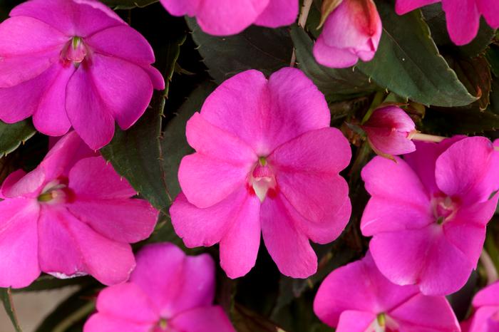 Impatiens Sunpatiens 'Lilac'