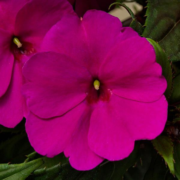 Impatiens Sunpatiens Compact 'Purple'