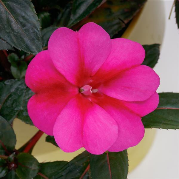 Impatiens Sunpatiens 'Purple Candy'