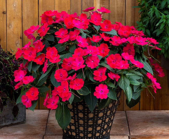 Impatiens Sunpatiens 'Rose Glow'