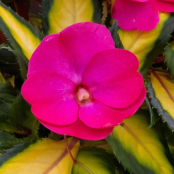 Impatiens Sunpatiens Comp Tropical Rose