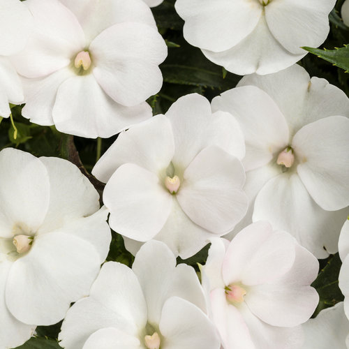 Impatiens Sunpatiens Compact 'White'