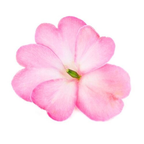 Impatiens Sunpatiens Compact Pink Flash