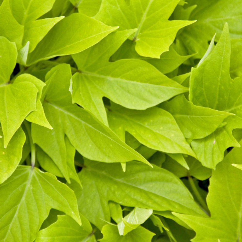 Ipomoea Sweet Georgia Light Green