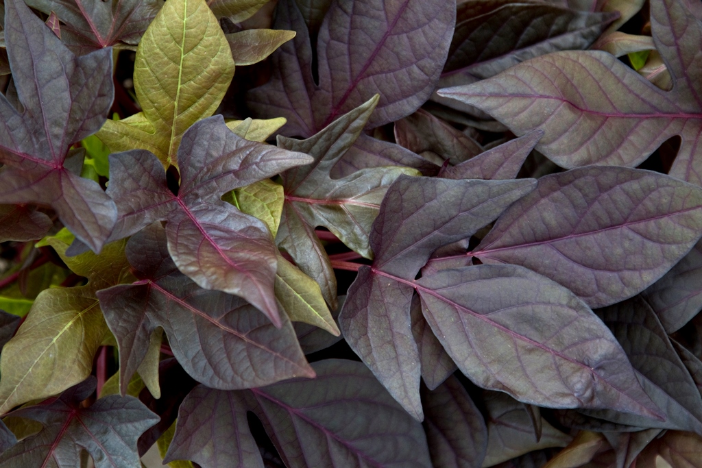 Ipomoea Sweet Georgia 'Deep Purple'