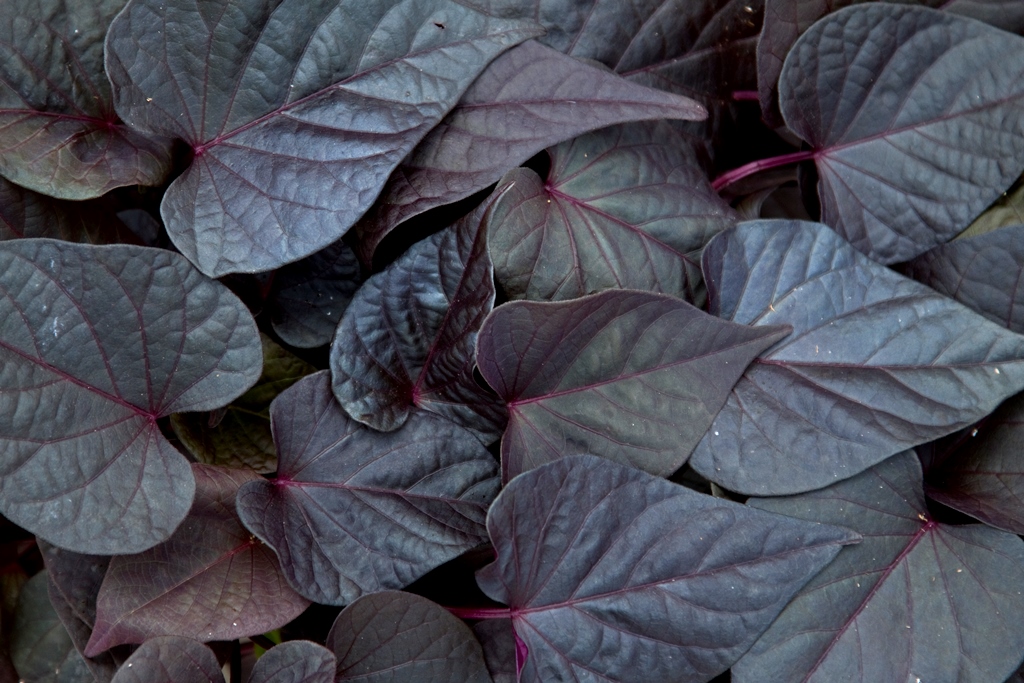 Ipomoea Sweet Georgia 'Heart Purple'