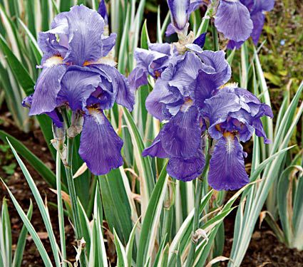 Iris pallida 'Albo Variegata'
