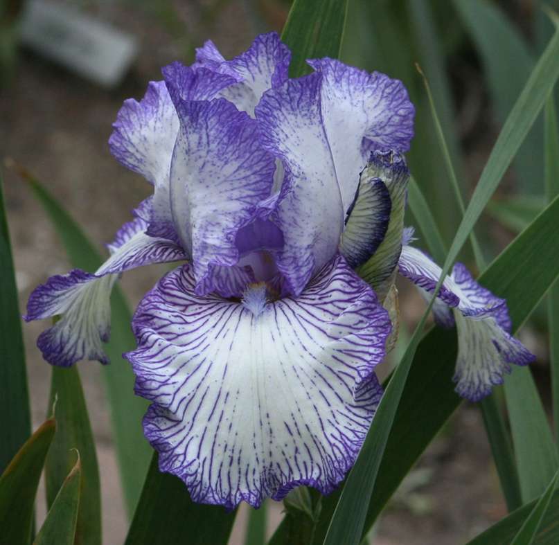 Iris Autumn Circus
