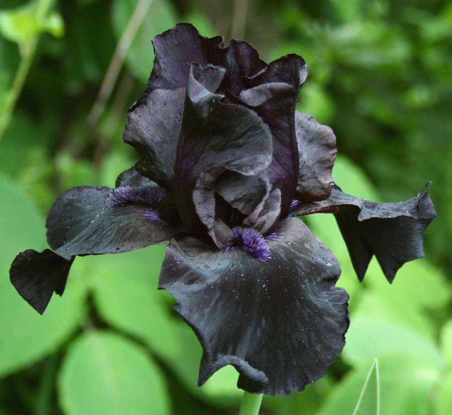 Iris Before the Storm