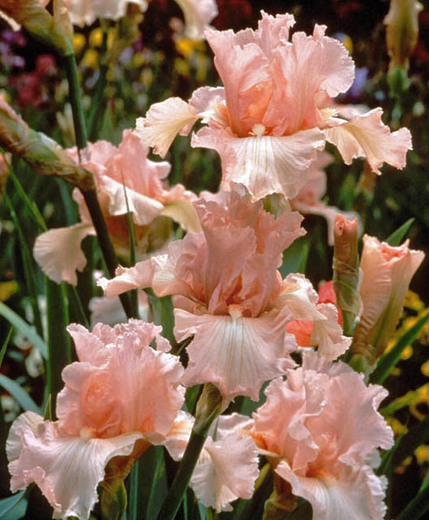 Iris germanica 'Beverly Sills'