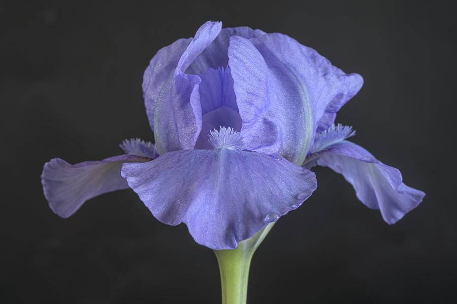 Iris Eramosa Skies