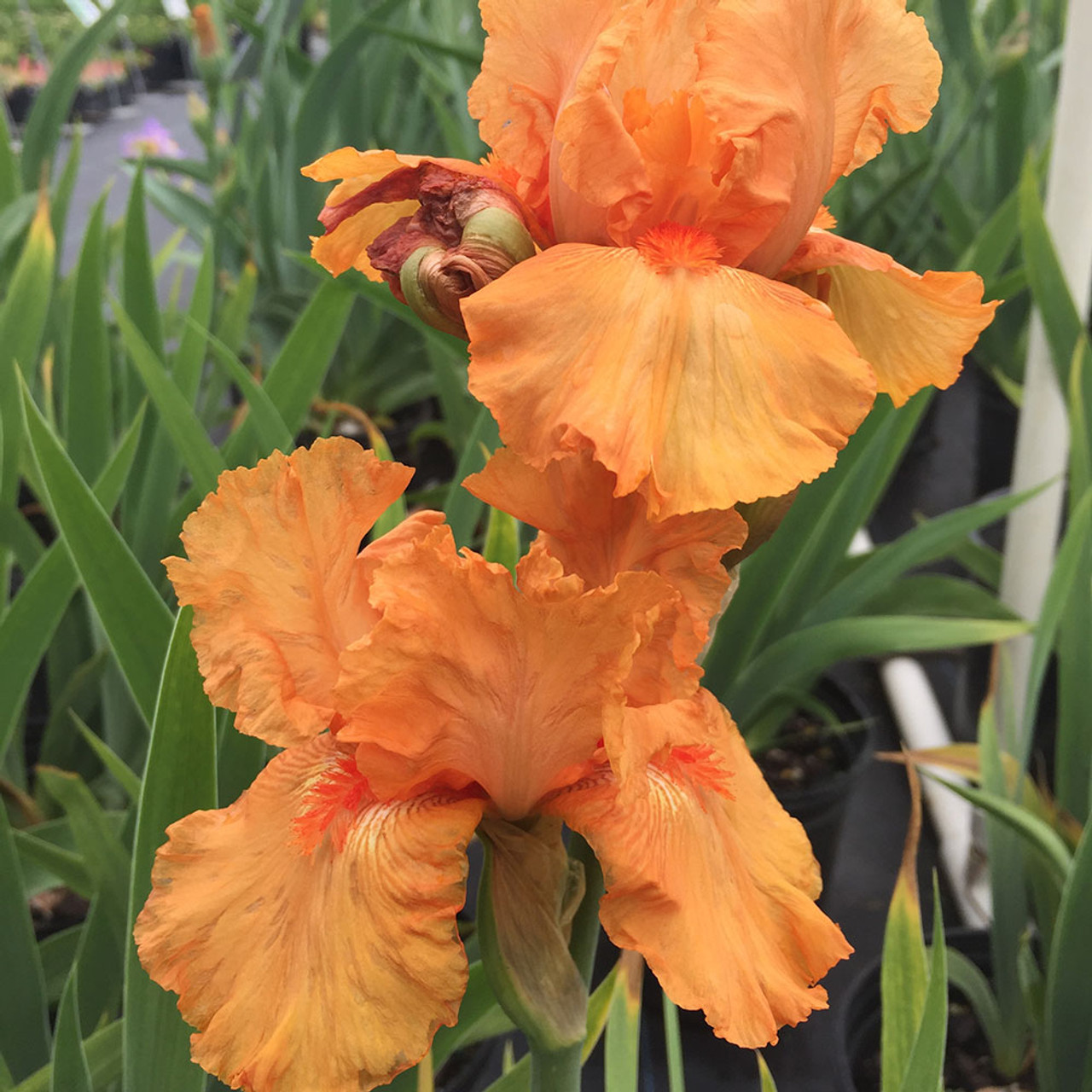 Iris germanica 'Firebreather'