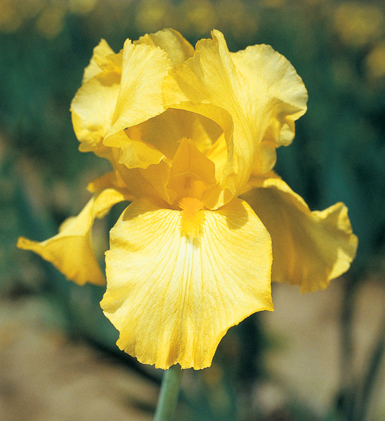 Iris germanica 'Harvest of Memories'