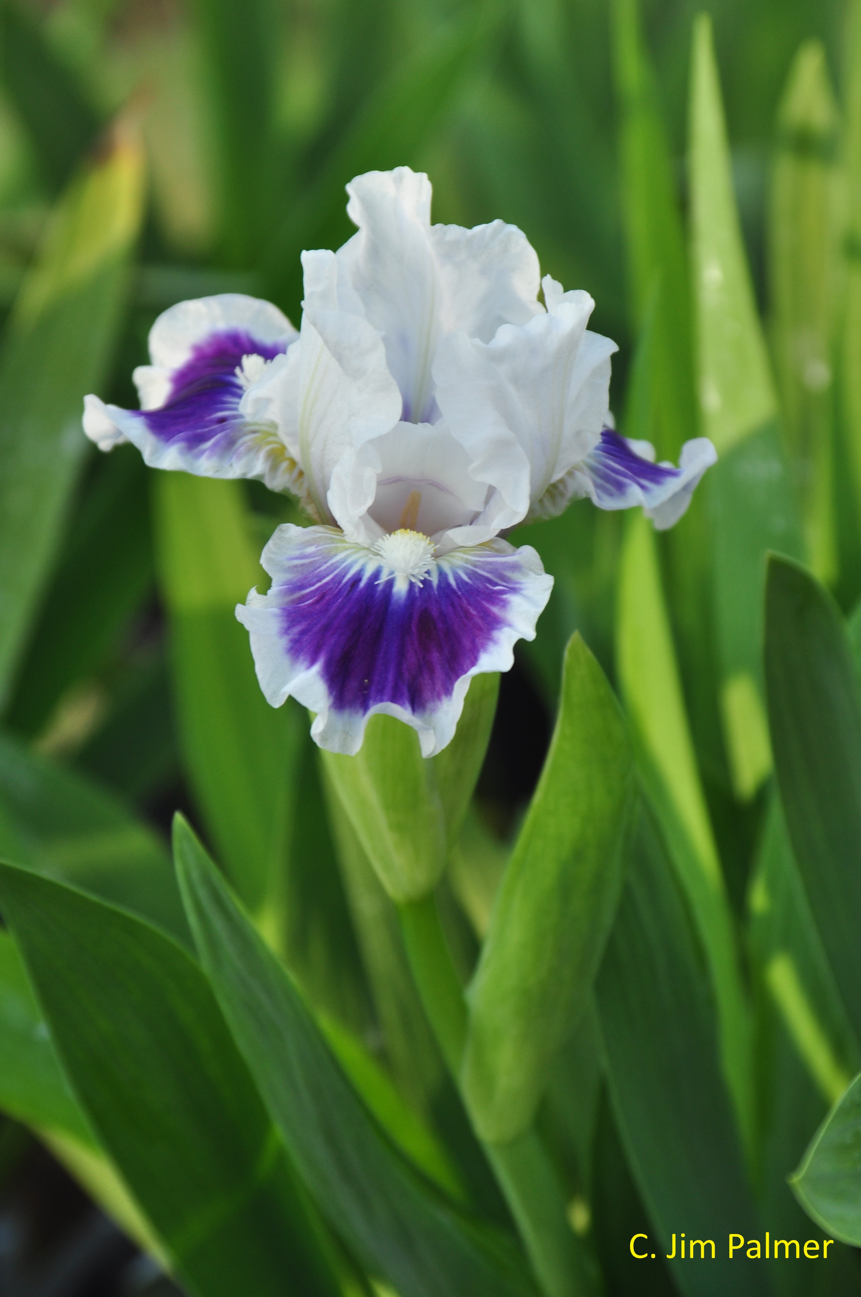 Iris Ice and Indigo