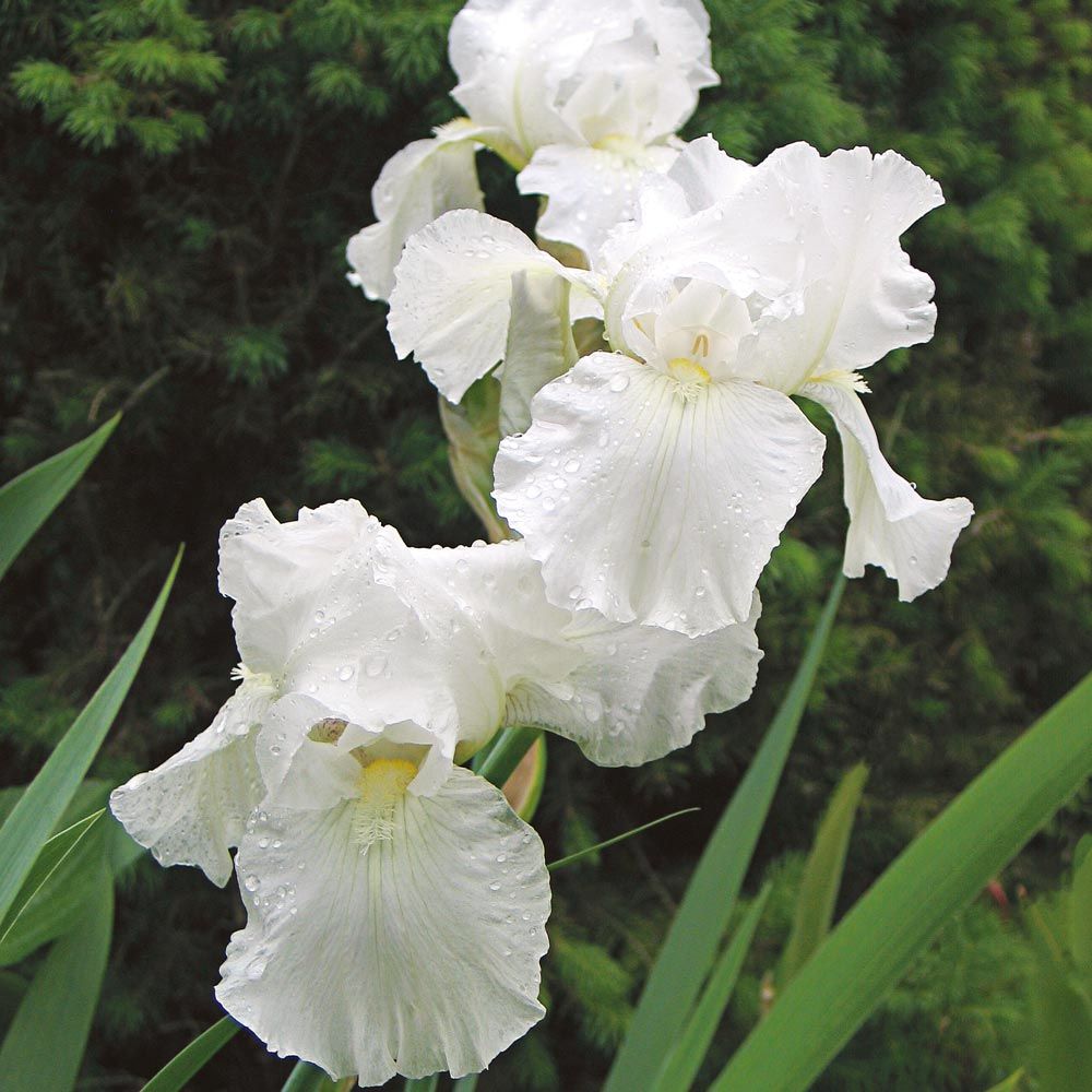 Iris germanica 'Immortality'