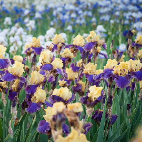 Iris germanica 'Jurassic Park'