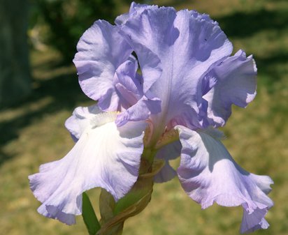 Iris Mary Frances