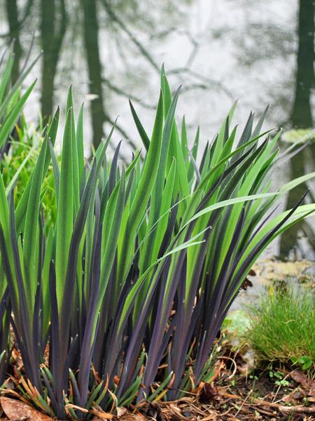 Iris versicolor 'Purple Flame'