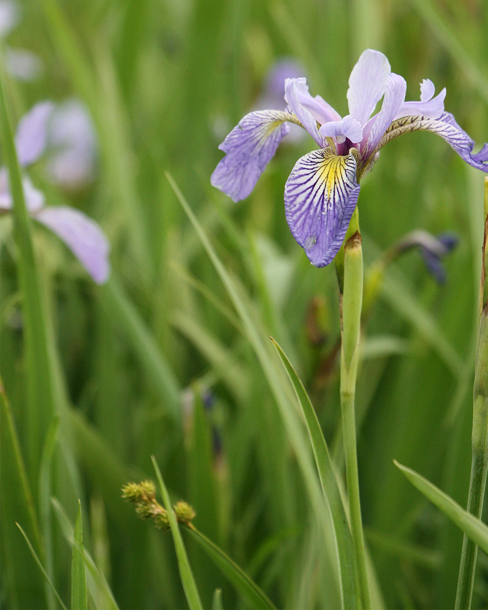Iris virginica var. shreivei