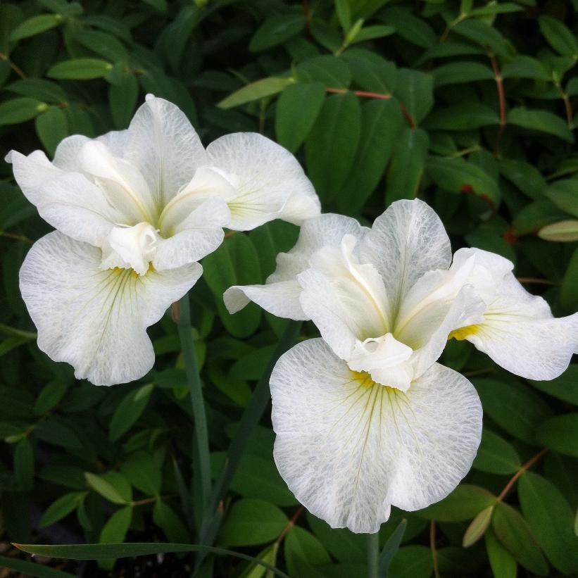 Iris sibirica 'Snow Queen'