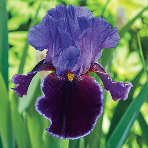 Iris germ 'Violet Turner'