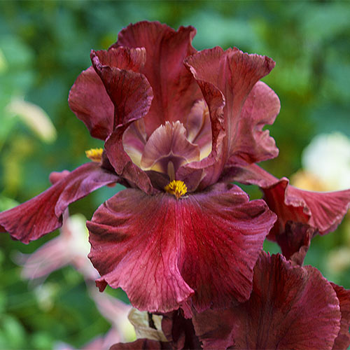 Iris germanica 'War Chief'