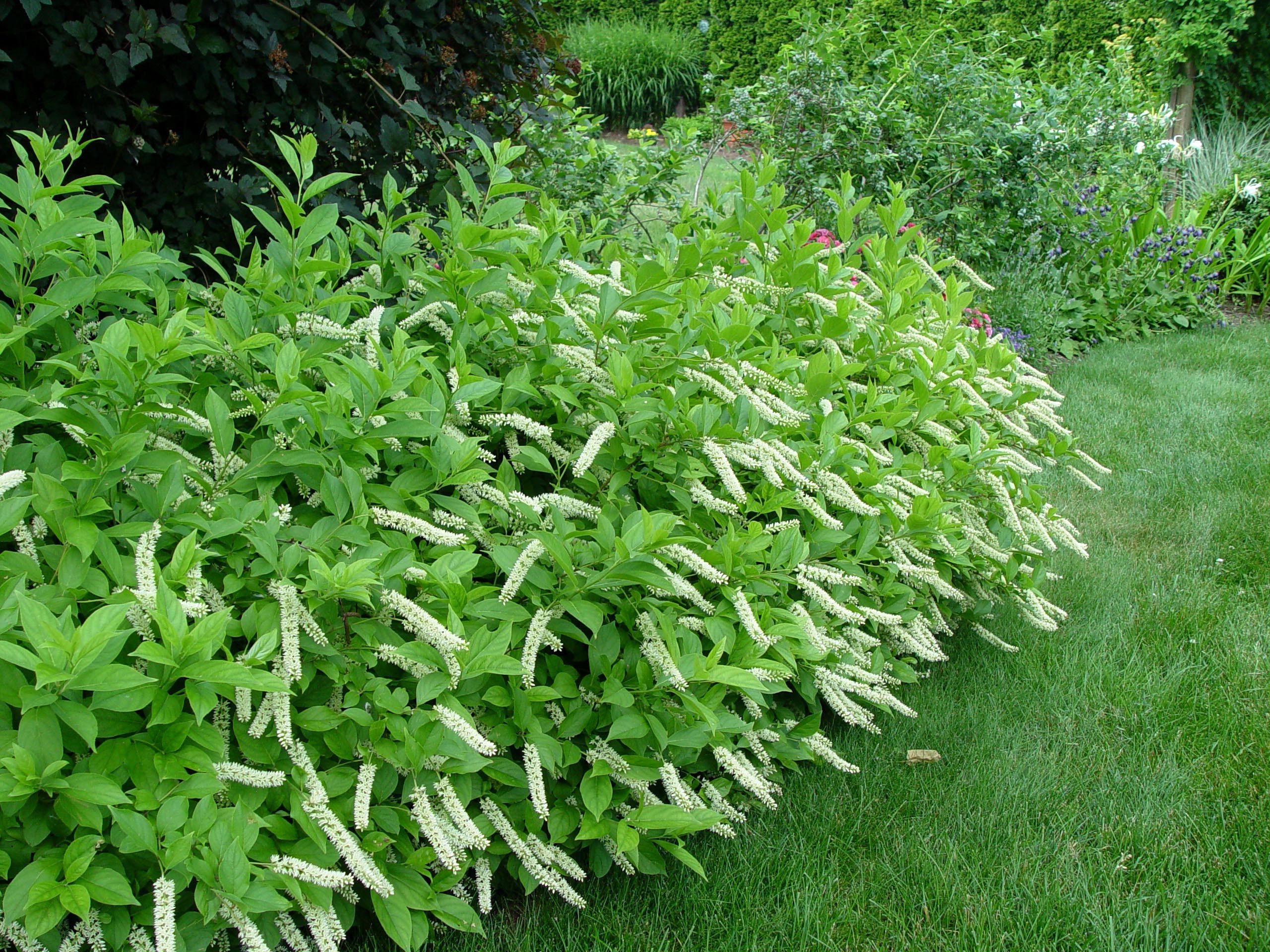 Itea Virginica