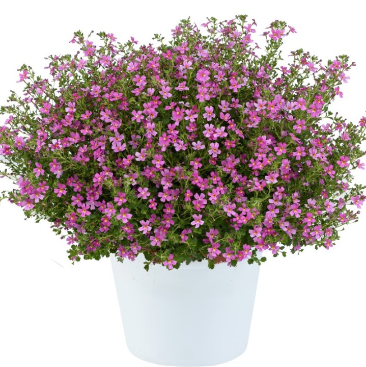 Jamesbrittenia Pink