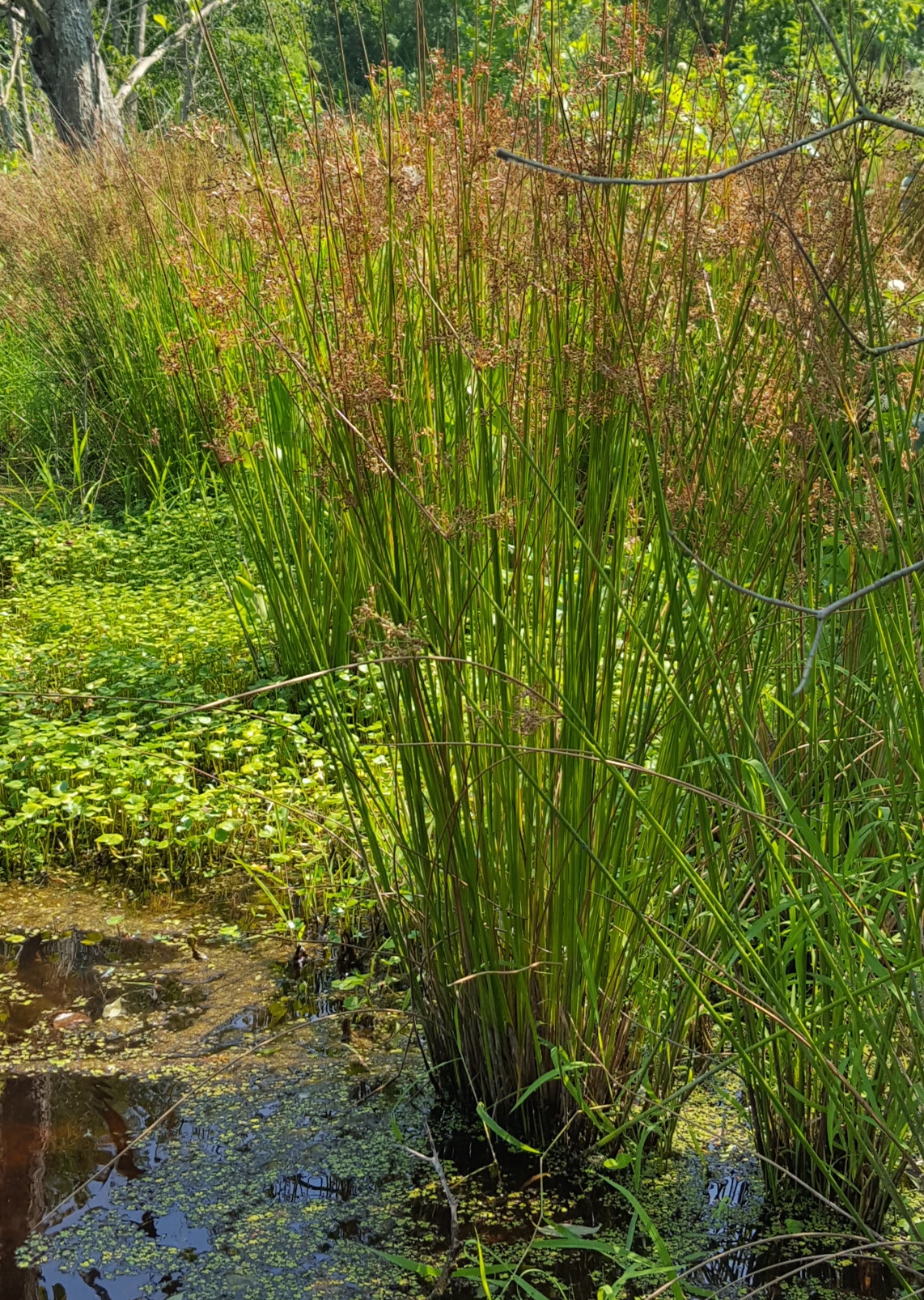 Juncus effusus